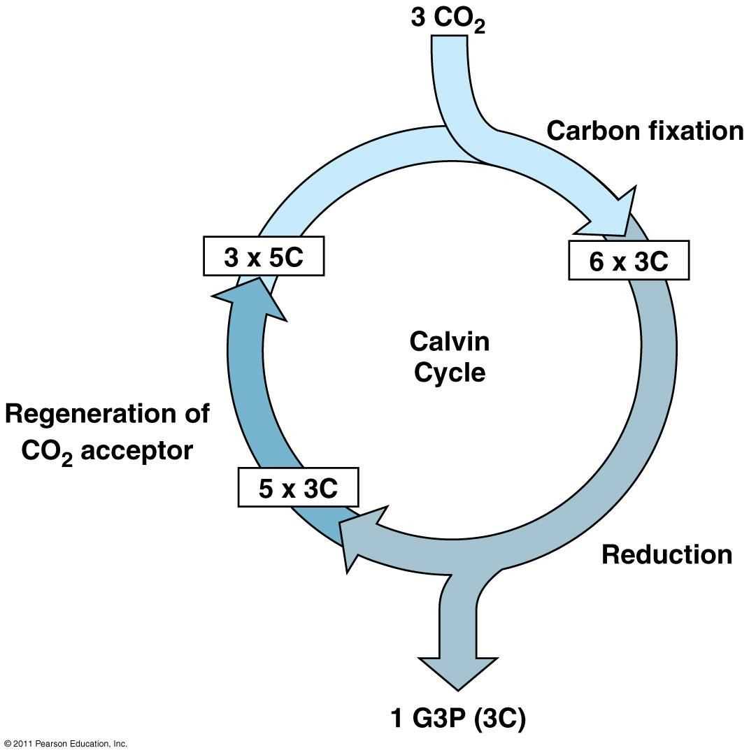 Understanding The Calvin Cycle A Diagram For Mastering Biology